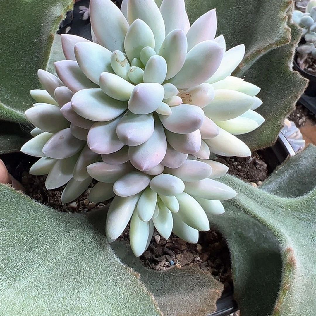 所罗门巨人锦 小方花圃一物一拍