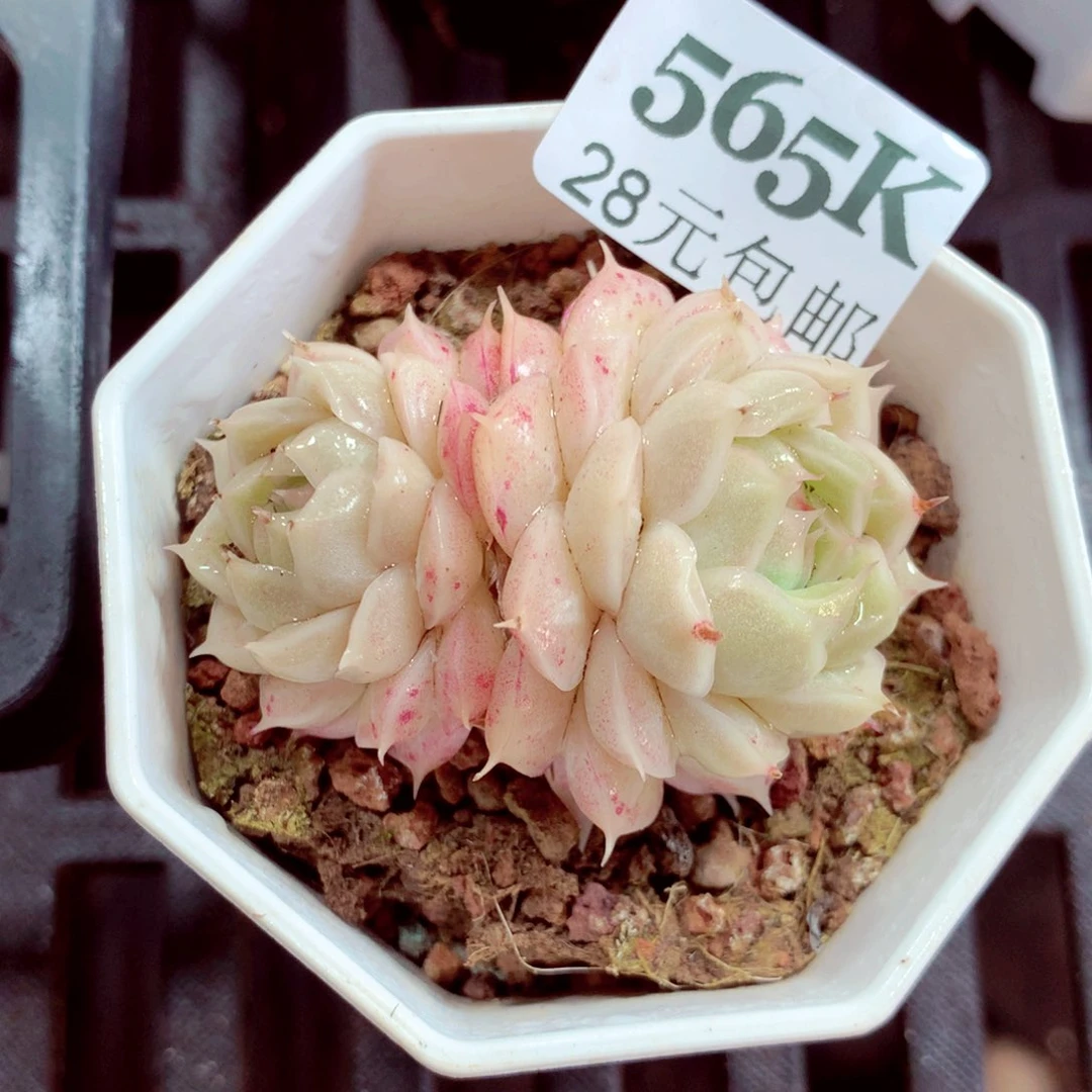 5厘米盆精控多肉565