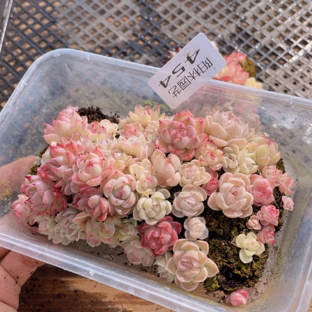 多肉植物多肉植物454