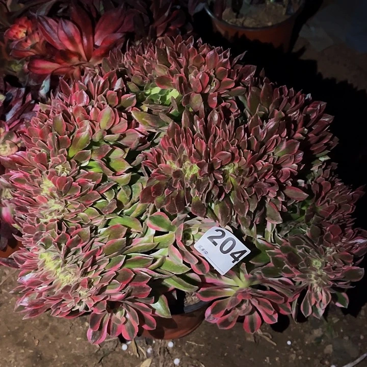 204男神多肉植物缀化量拍