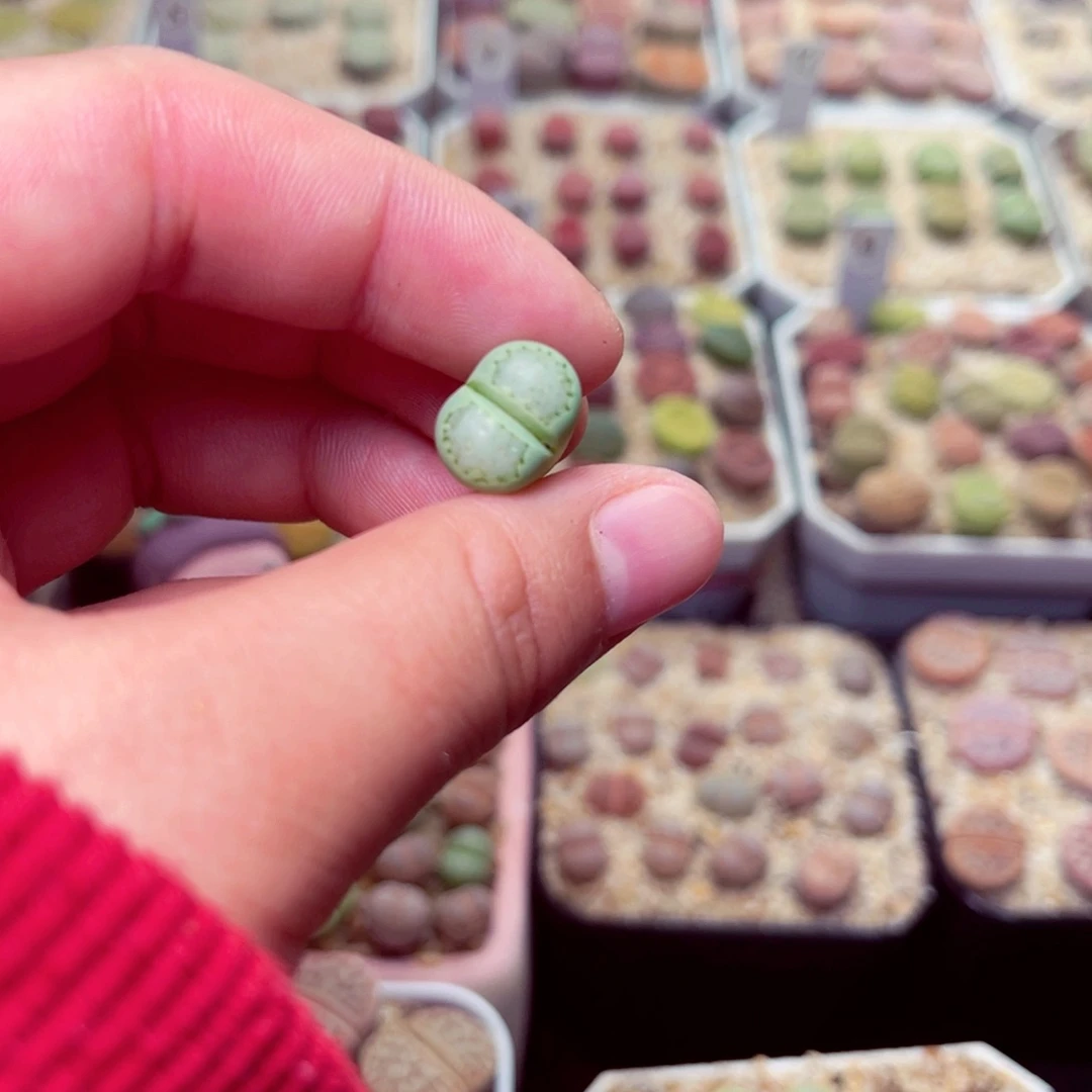 手***5505号带盆包邮发货