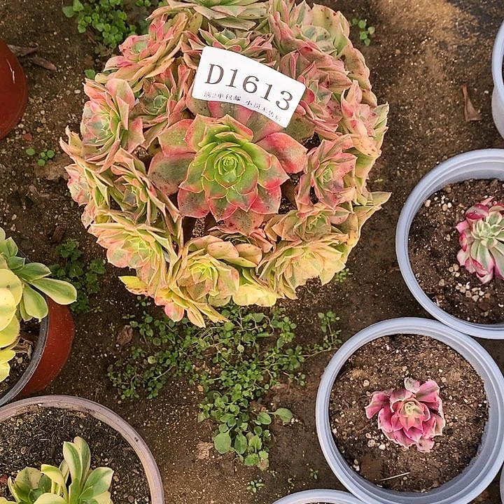 1613雨荷多肉植物