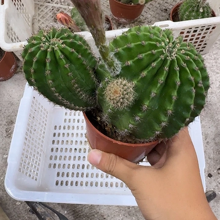 叶***子无花朵彩草哈哈哈哈哈哈哈哈