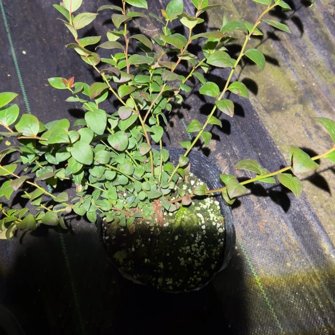 大钵花香一棵，无售后