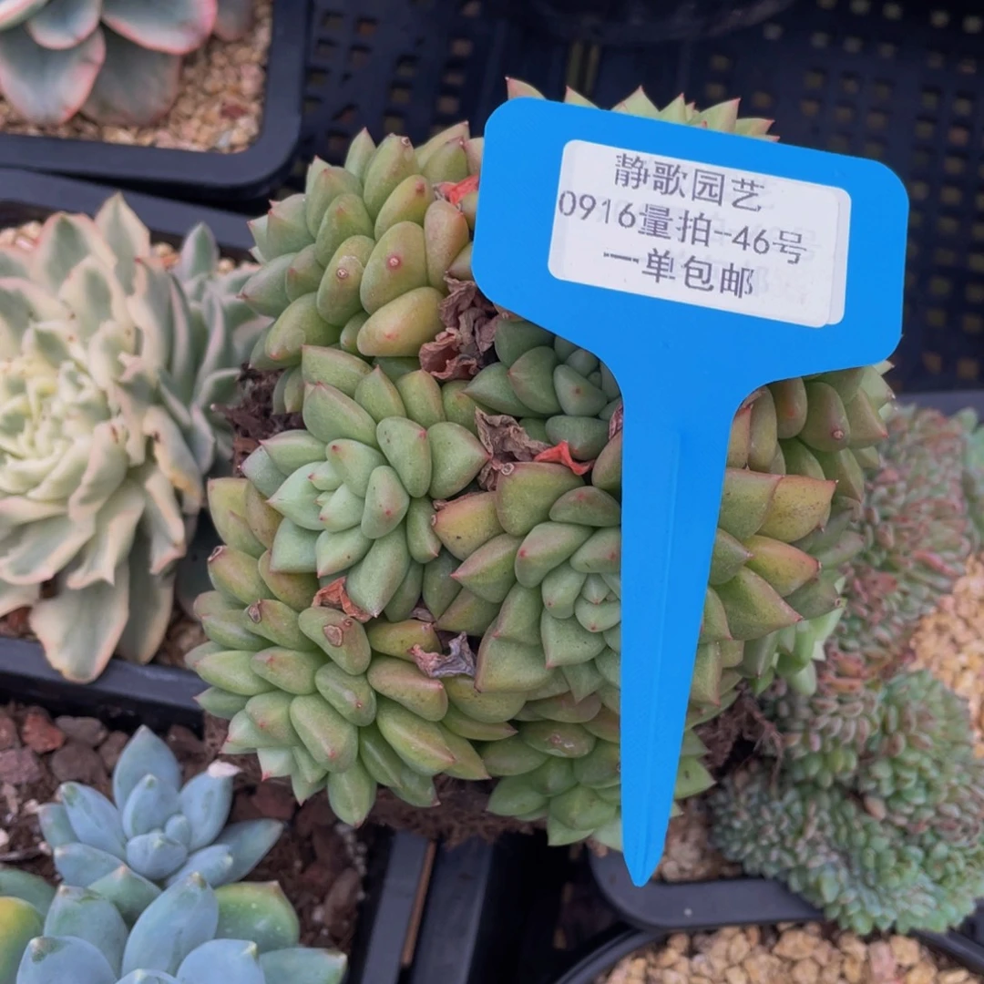 0916-46-黄金象牙群生一颗