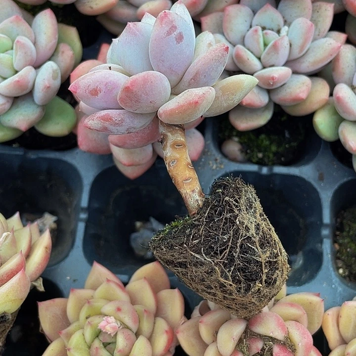 香水奶酪1.5带土发