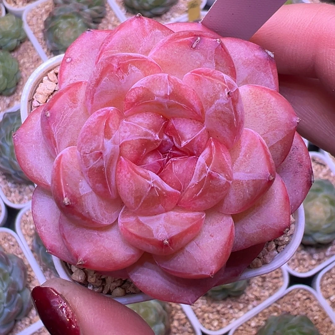 蜜橘一物一拍5.5㎝