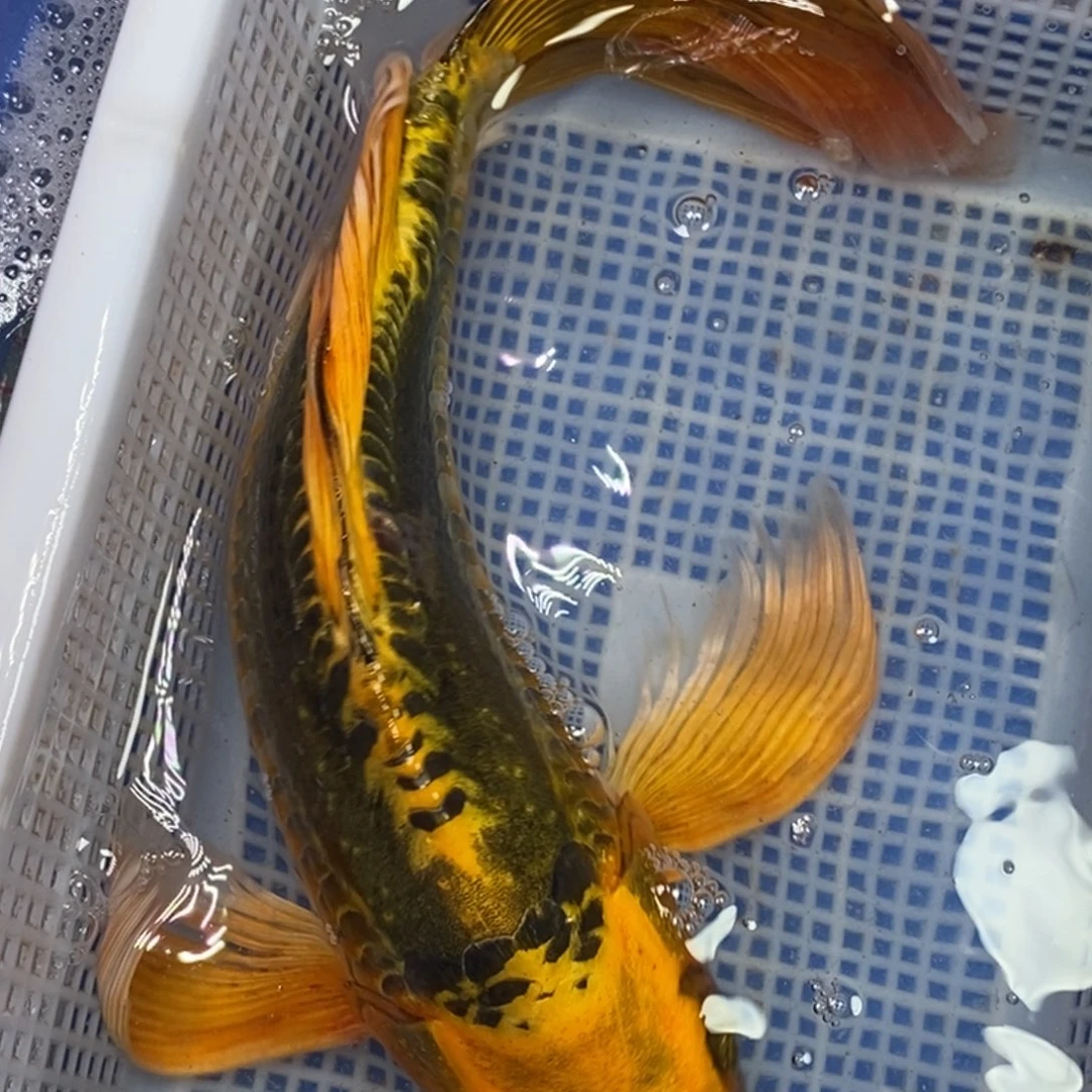 锦鲤冷水锦鲤包邮