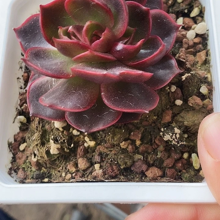 红灯4678900000”p