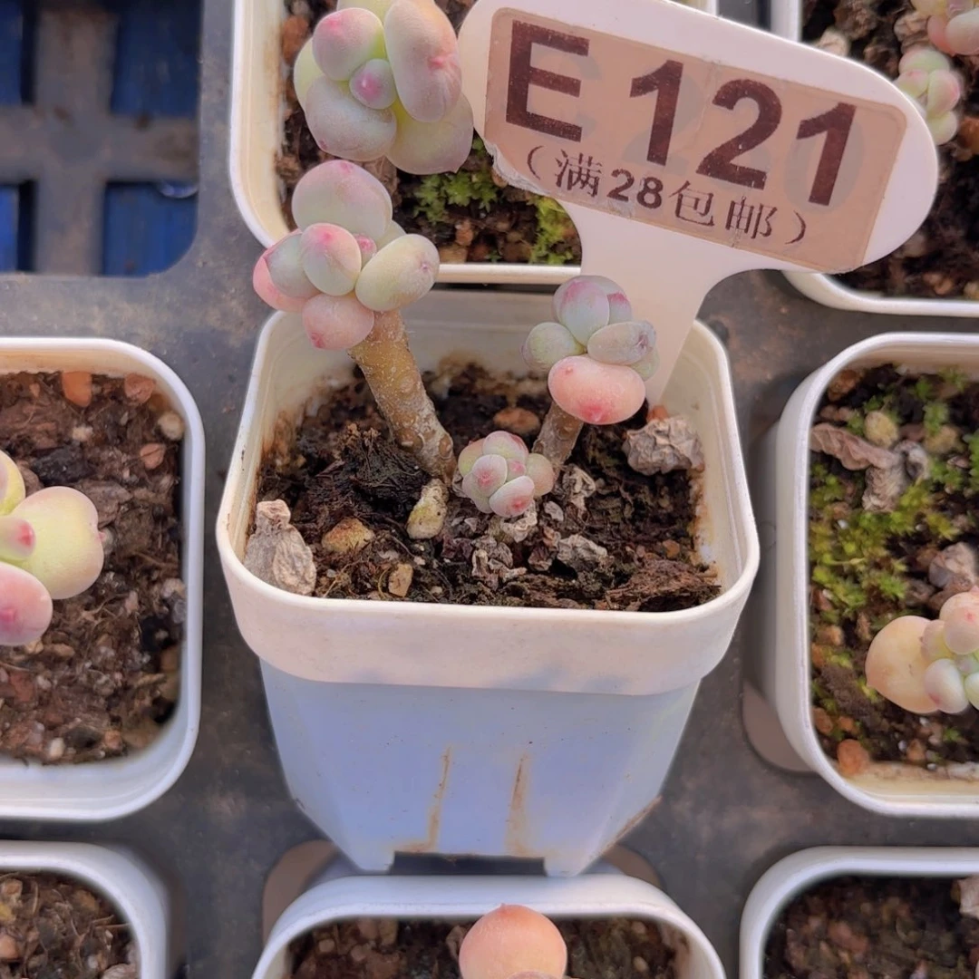 E121萤火虫一物一拍