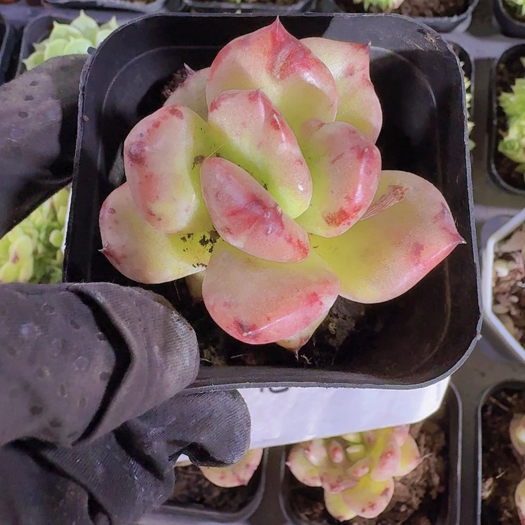 红颜蜜语石化多肉植物