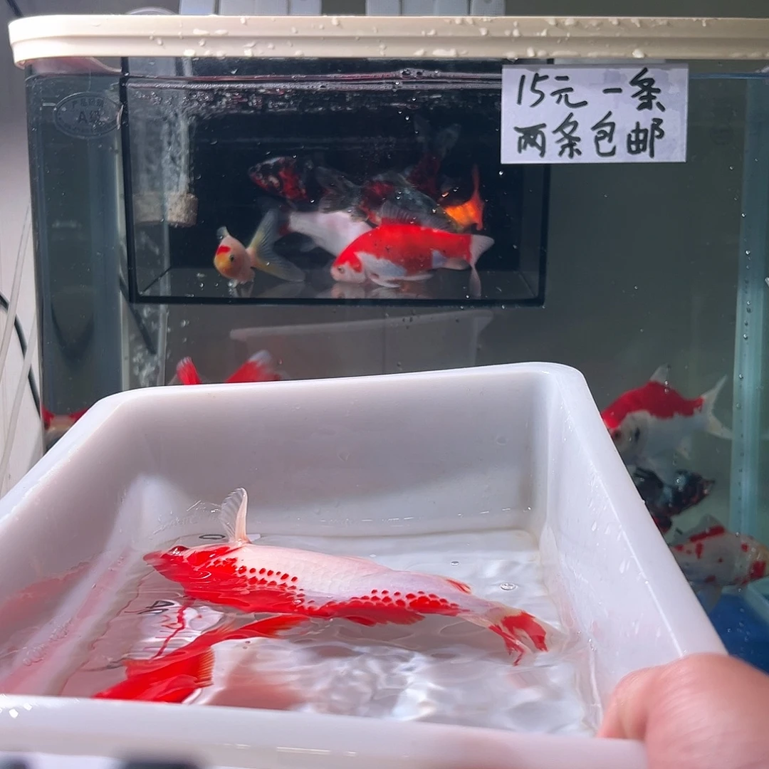 苕****海水观赏鱼福利多多8