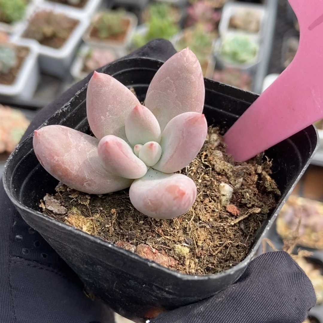 929哥特多肉植物保护