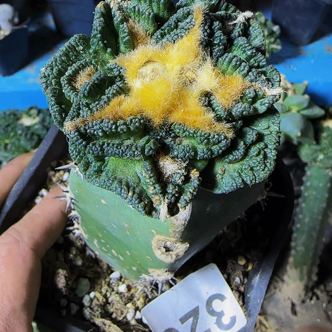 大尤辛顿326仙人球