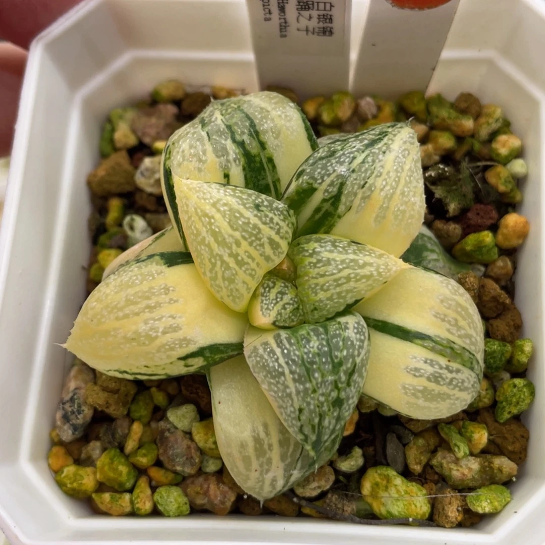 小蔡的菜园88蛹之子锦