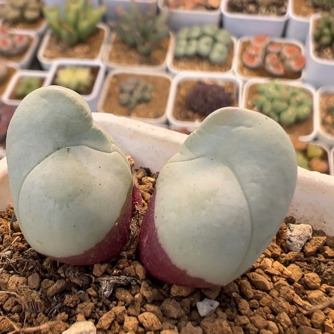 21多肉植物百科植物