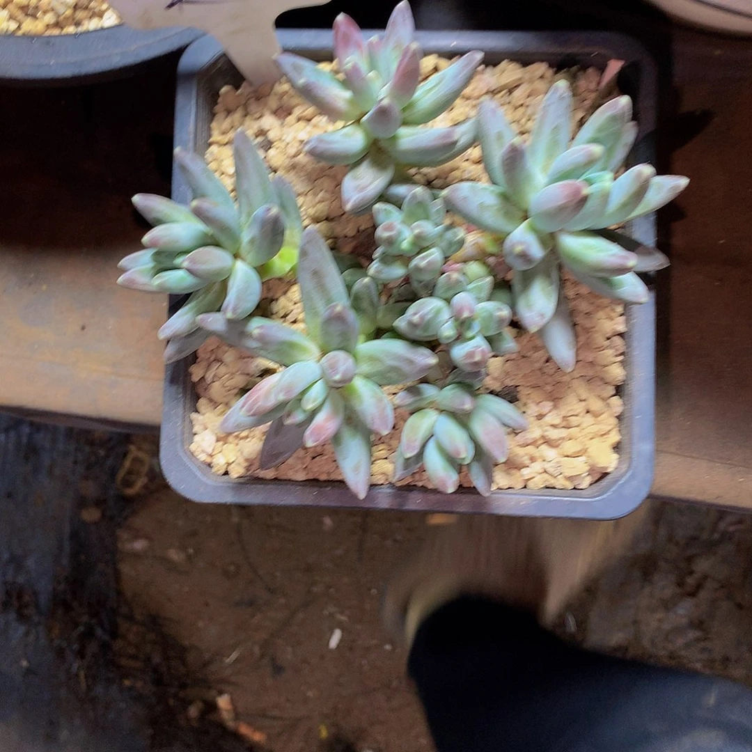 莫哈哈哈哈哈哈哈哈哈哈