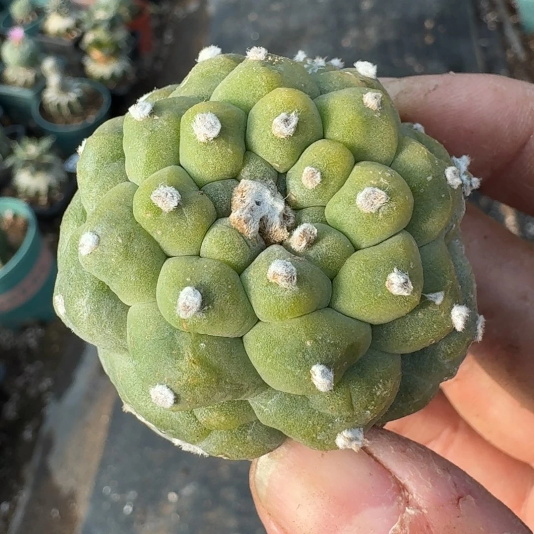 【闪购商品】落地芝麻小尤鲜