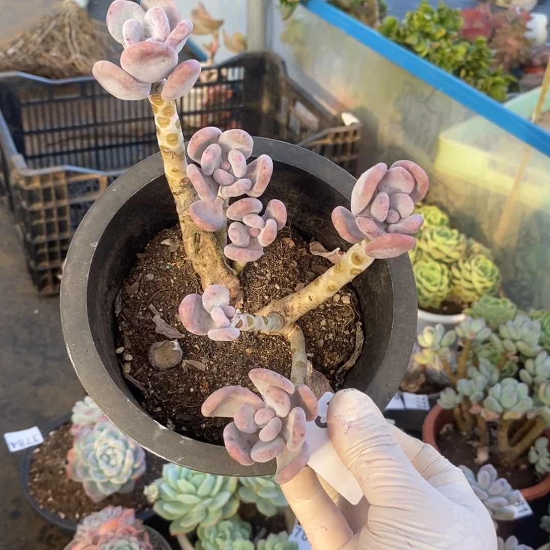 3790橙雪球一物一拍