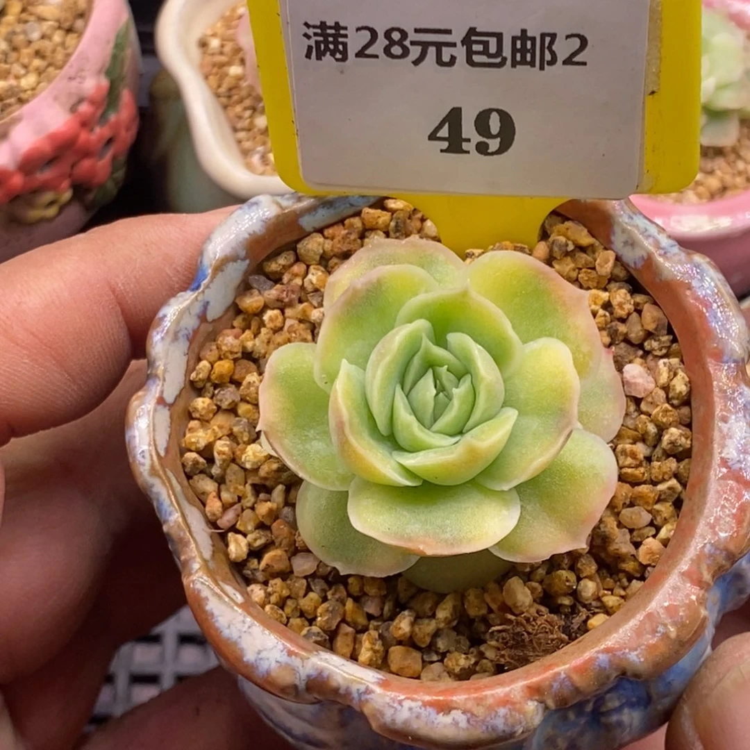 249水晶虾饺单头福利多肉植物