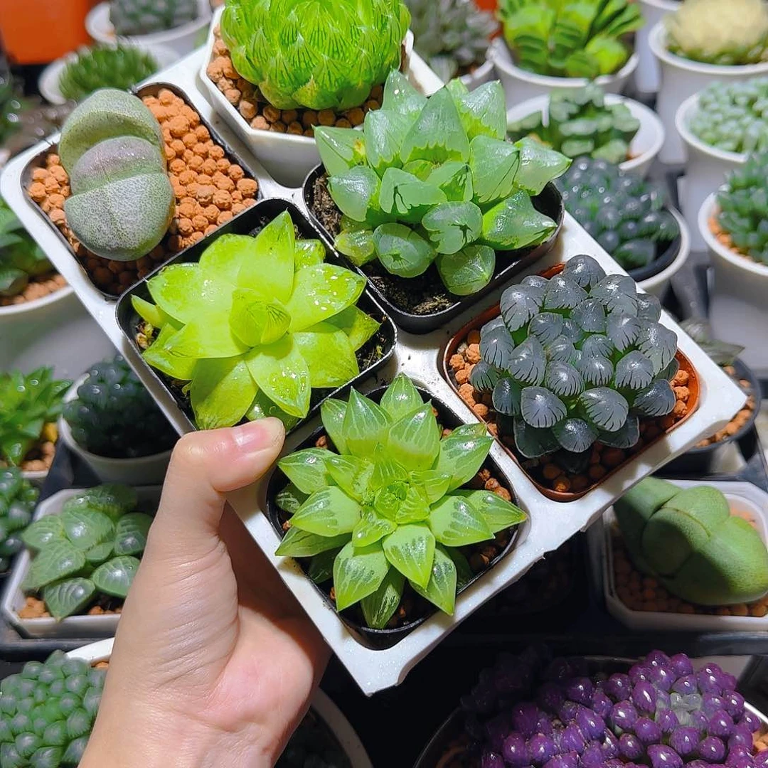 玉露六件套多肉，原盆