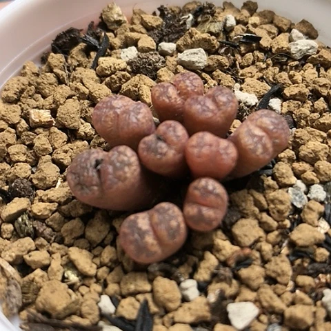 多肉肉锥 红勋章