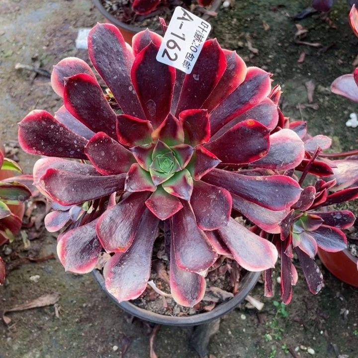 162欧嘉莉多肉123445789