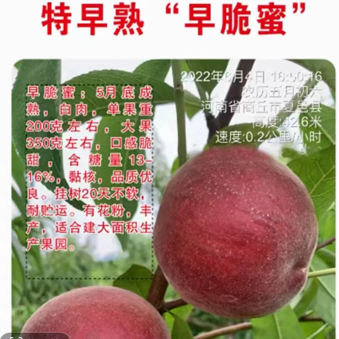 早脆蜜特早熟 落叶后发货