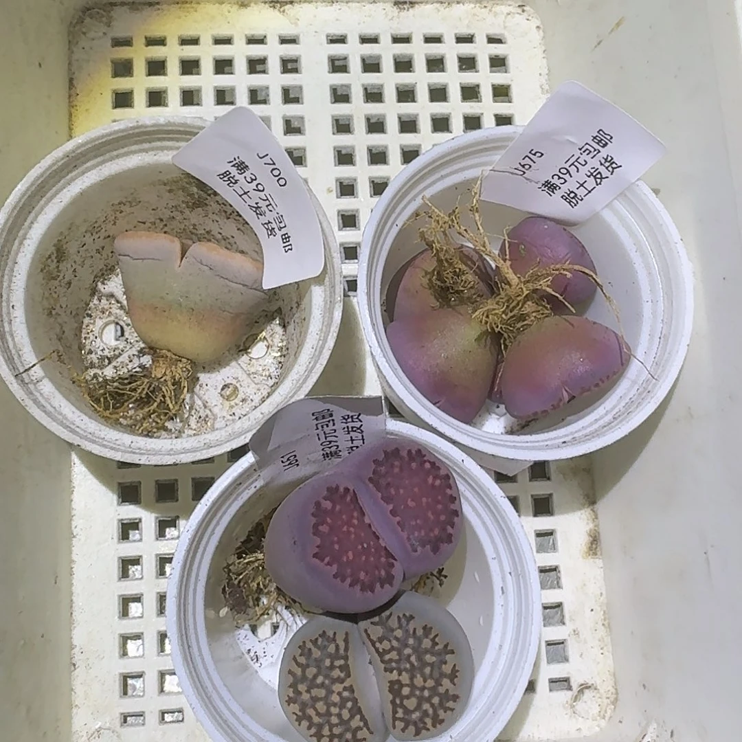 700多肉专拍哈哈哈哈哈