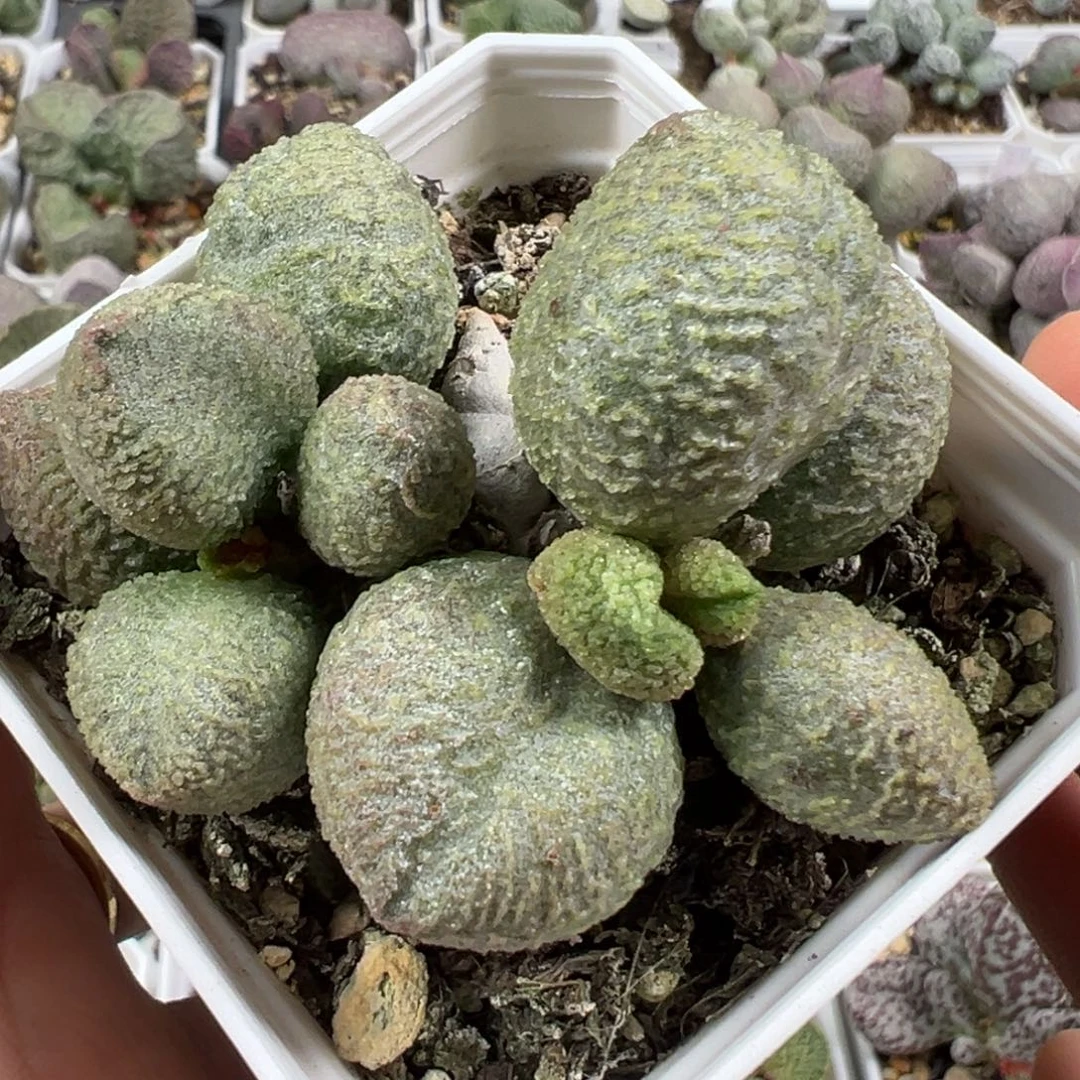 w胖叶型绿色冰晶颗粒款实生新品