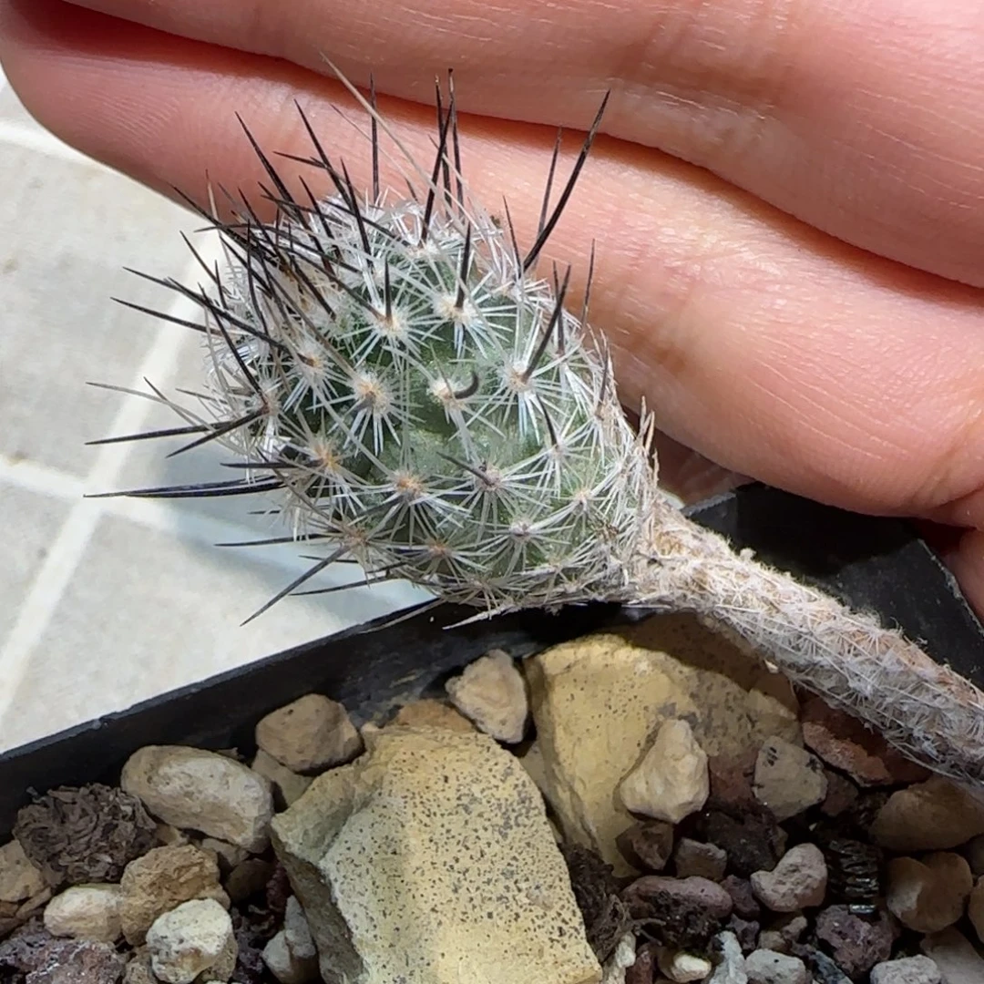 060实生武辉丸多肉