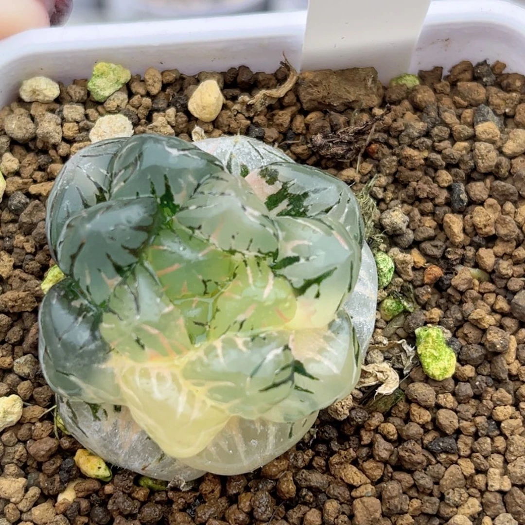 108冰灯玉露锦fulizhuanc