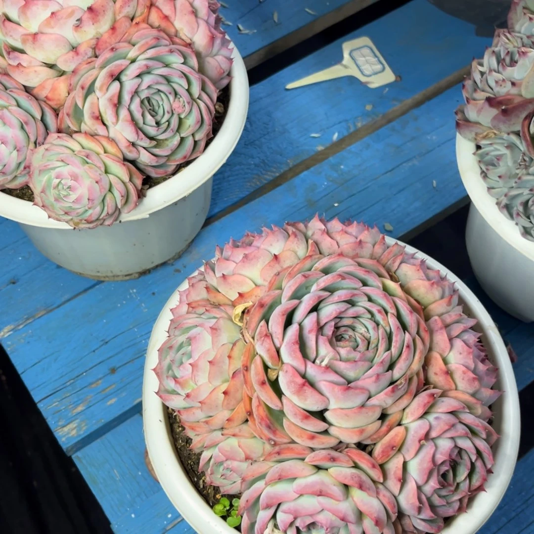 小雨多肉手捧侧影