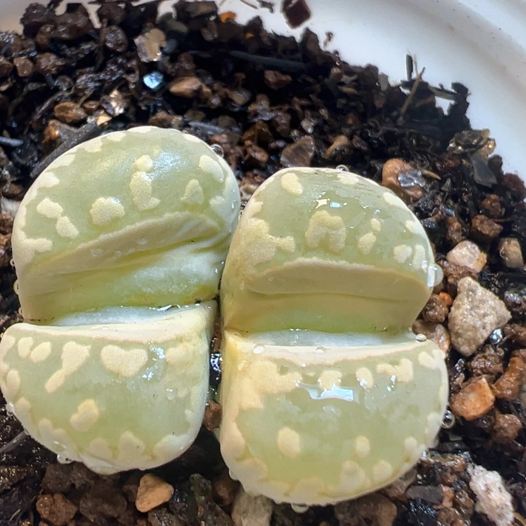 123多肉植物百科知识