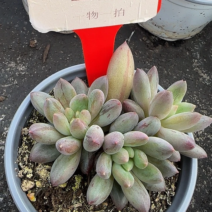 美人石化拉丝锦165多肉植物