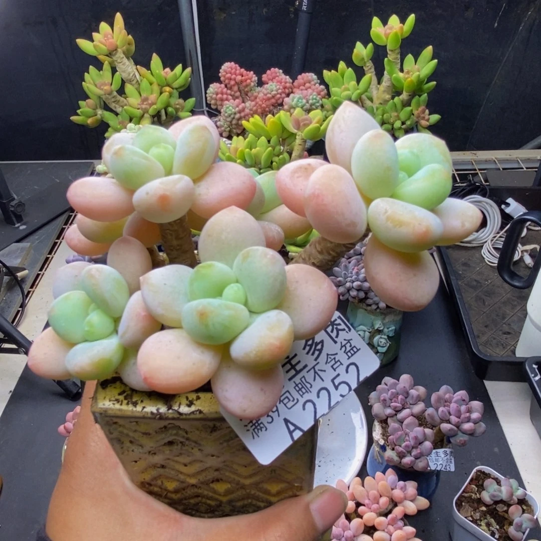 252橘子香水多肉8c m