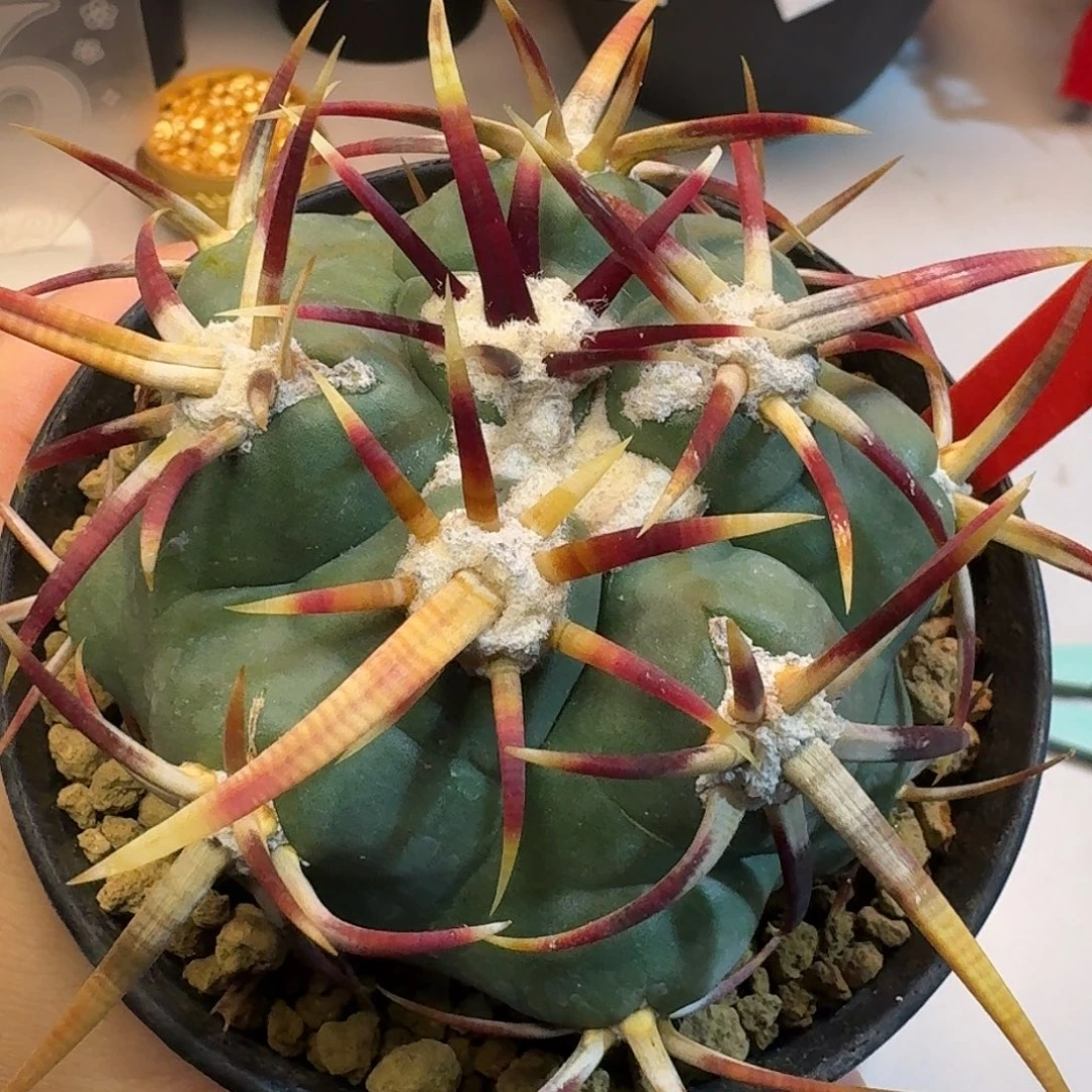 直播间，红鹰，自专拍38