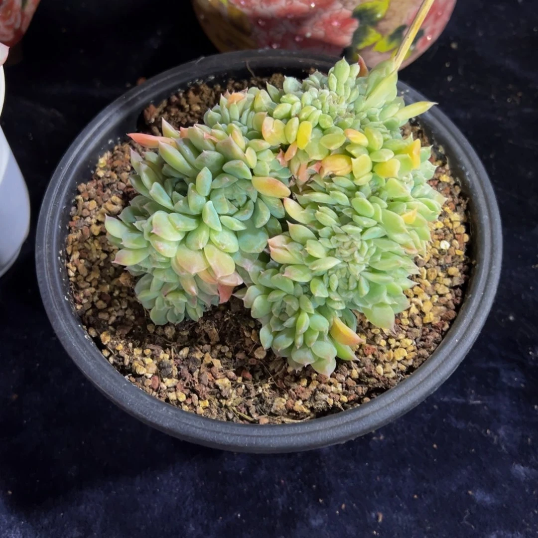 块***肉橘子汽水冰魄缀化