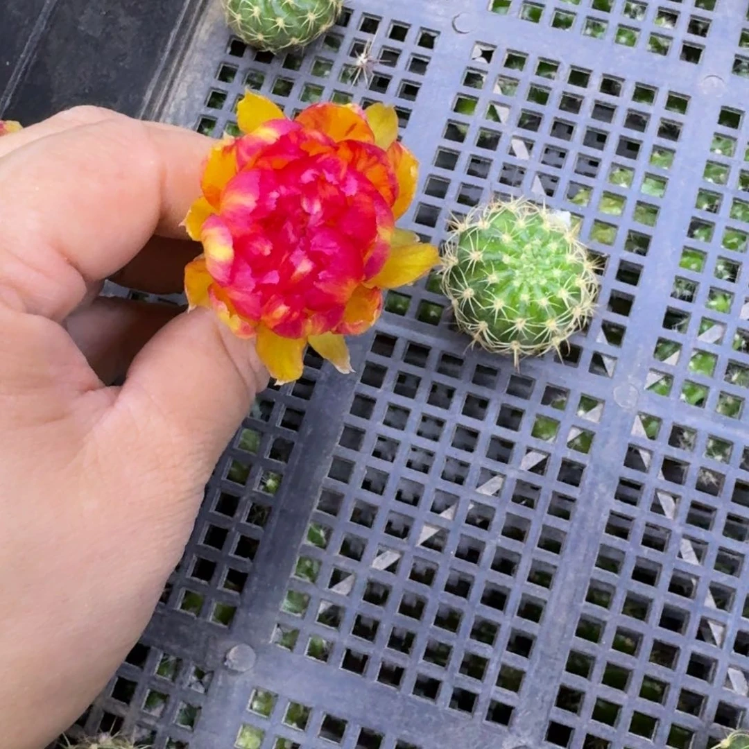 311丽花金荷花歪无根侧牙3公分左右，20包邮