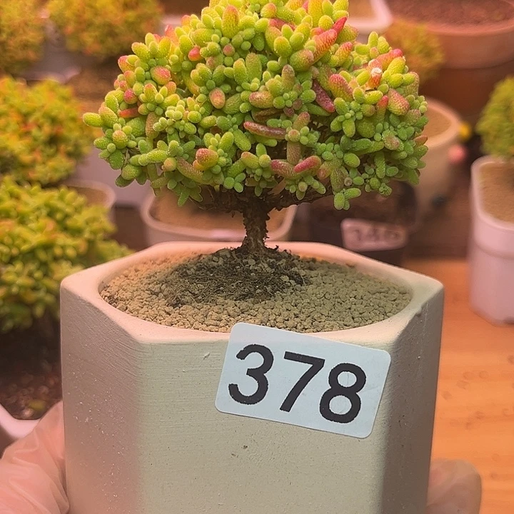 无花朵378蜜桔糖球