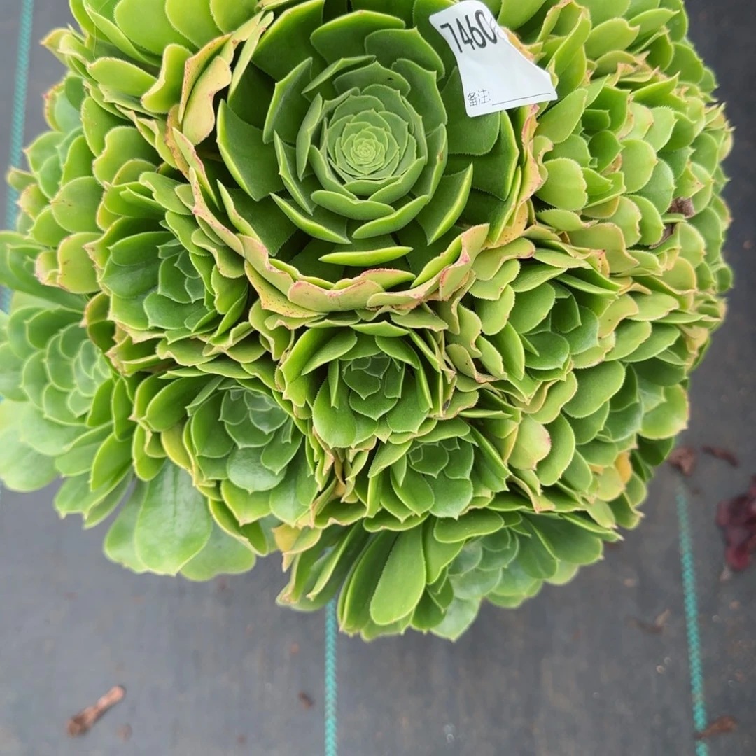 老***店7460绿杨蓉多肉多肉