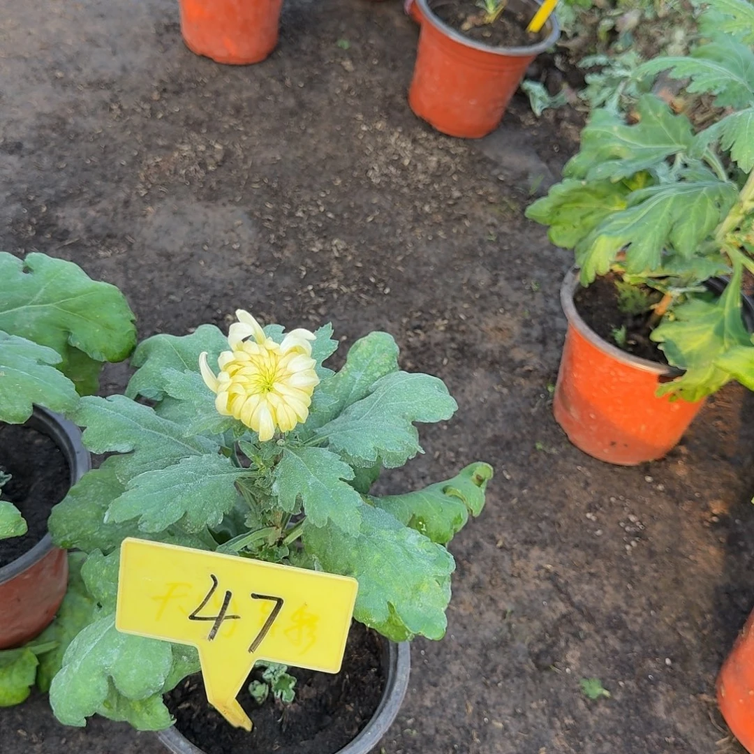 解***语大部分花苞少量开放47无名白粉