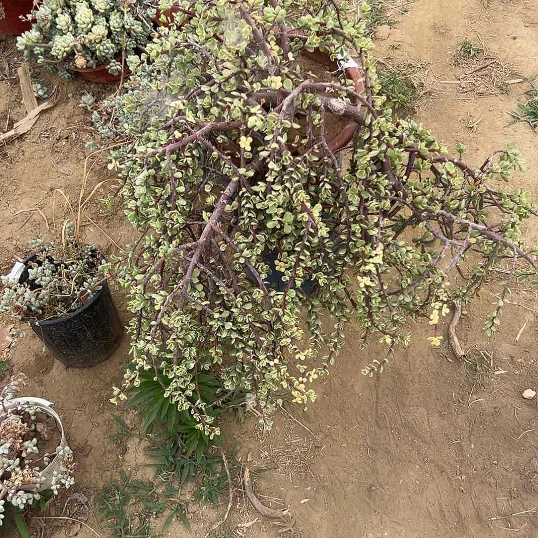 多肉植物大颗雅乐之舞