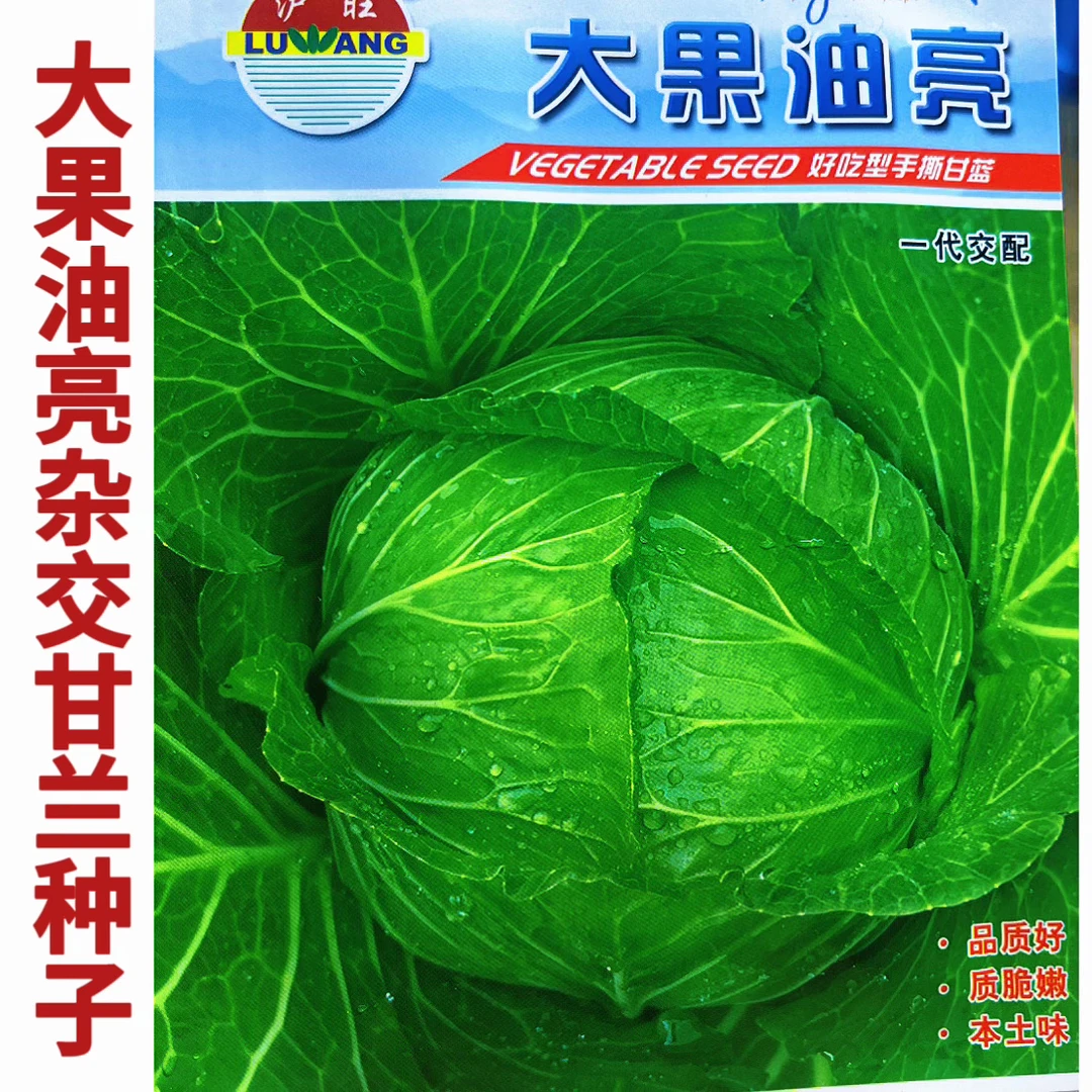 中早熟杂交大果油亮平顶甘兰种子高产抗病抗逆适应性广甘兰种子