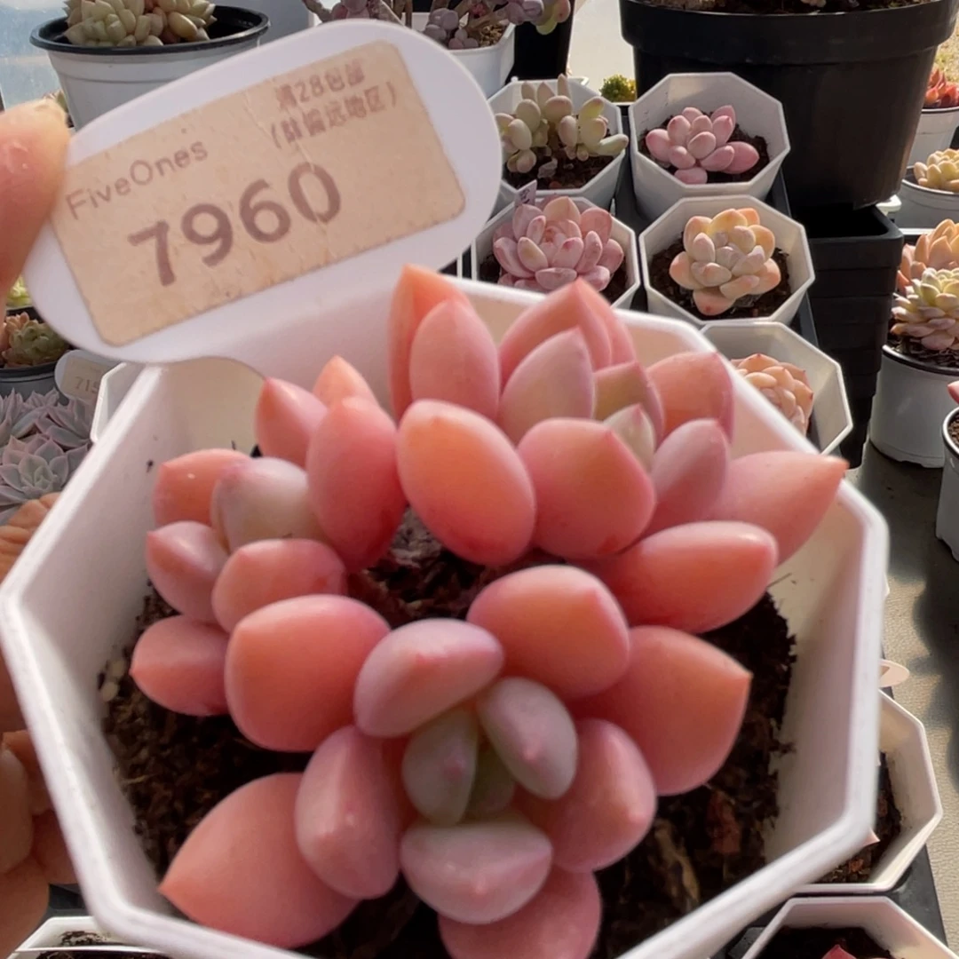 白鹭7960-6.5厘米