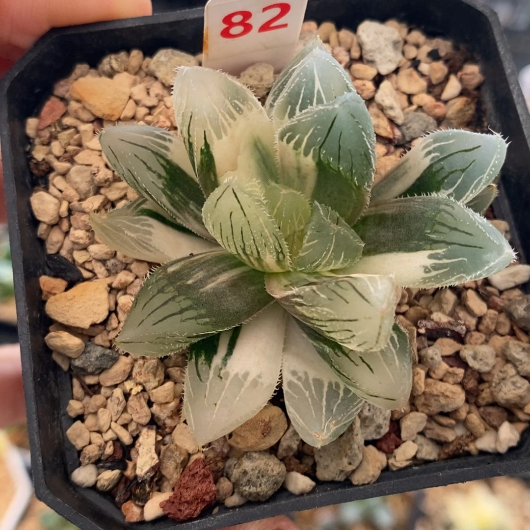 82号毛玉露锦带盆发货