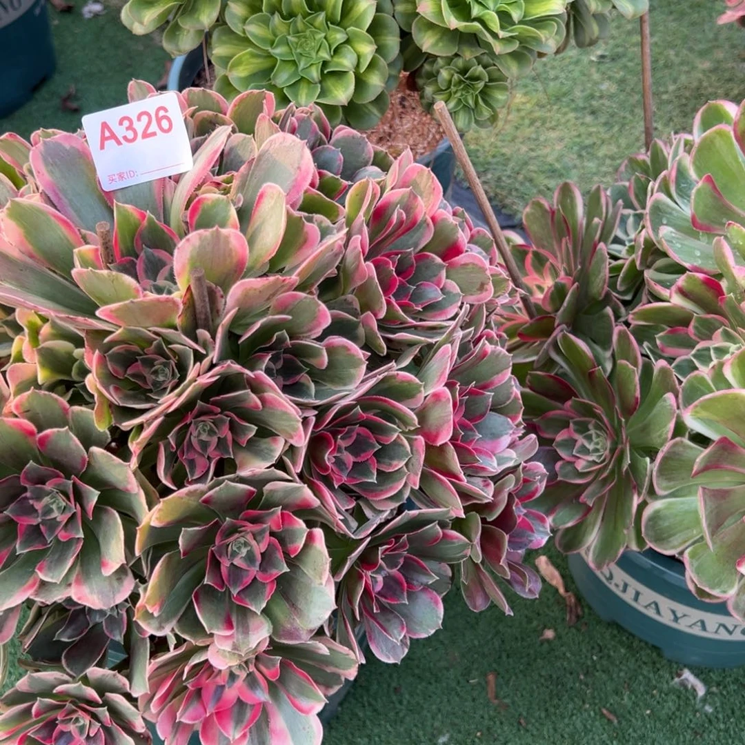 259，326，325，多肉植物法师