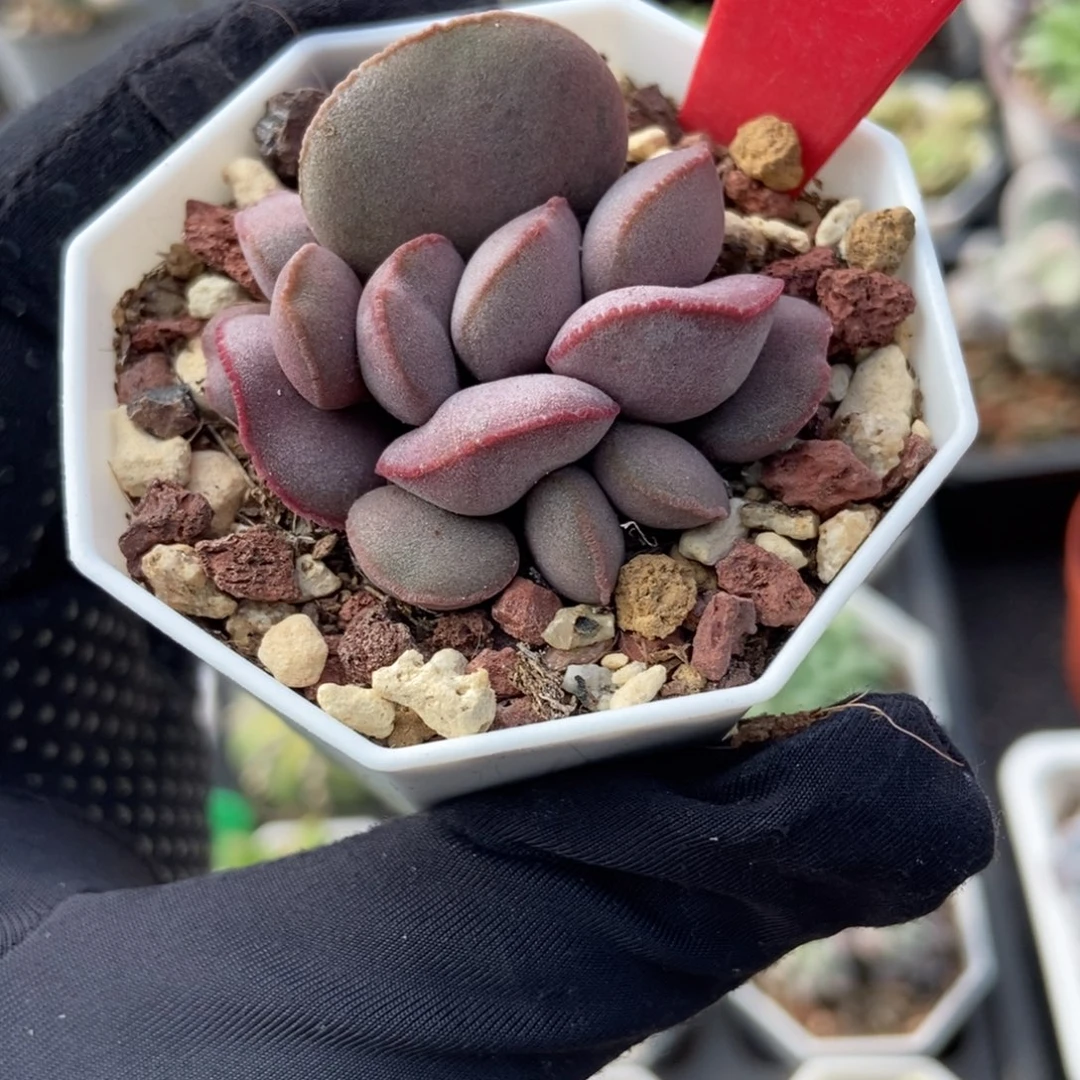 2091红蛋多肉植物