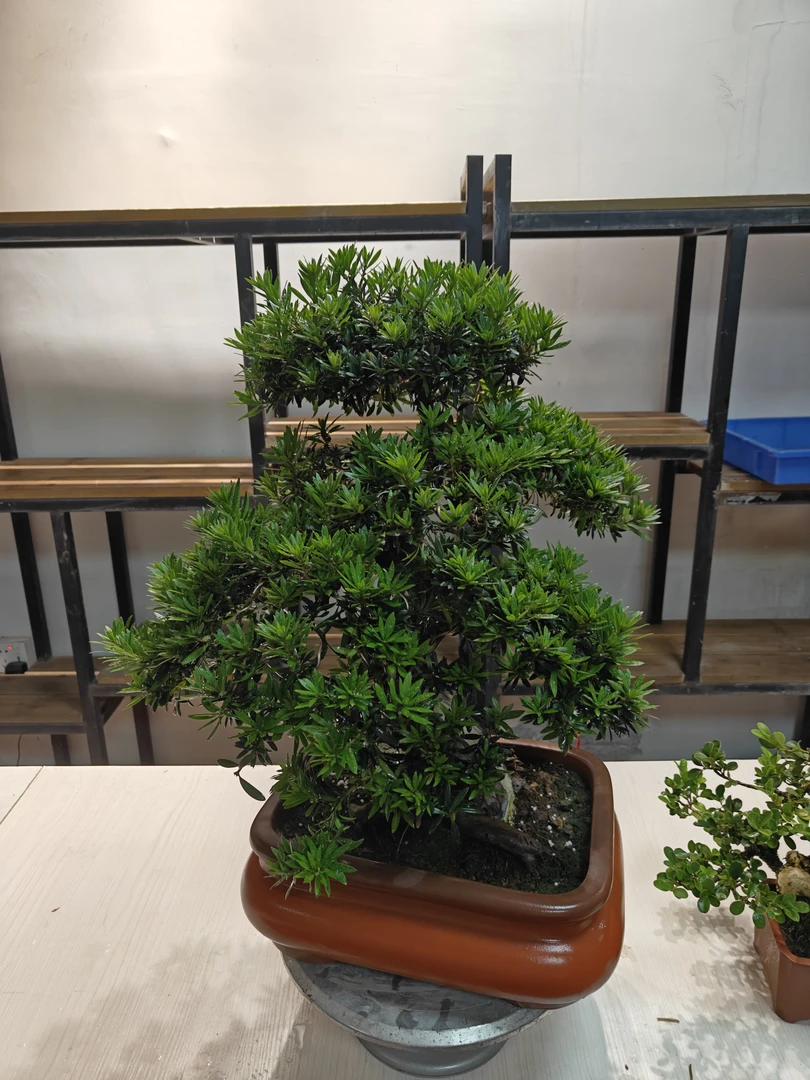 小红帽罗汉松矮霸老桩