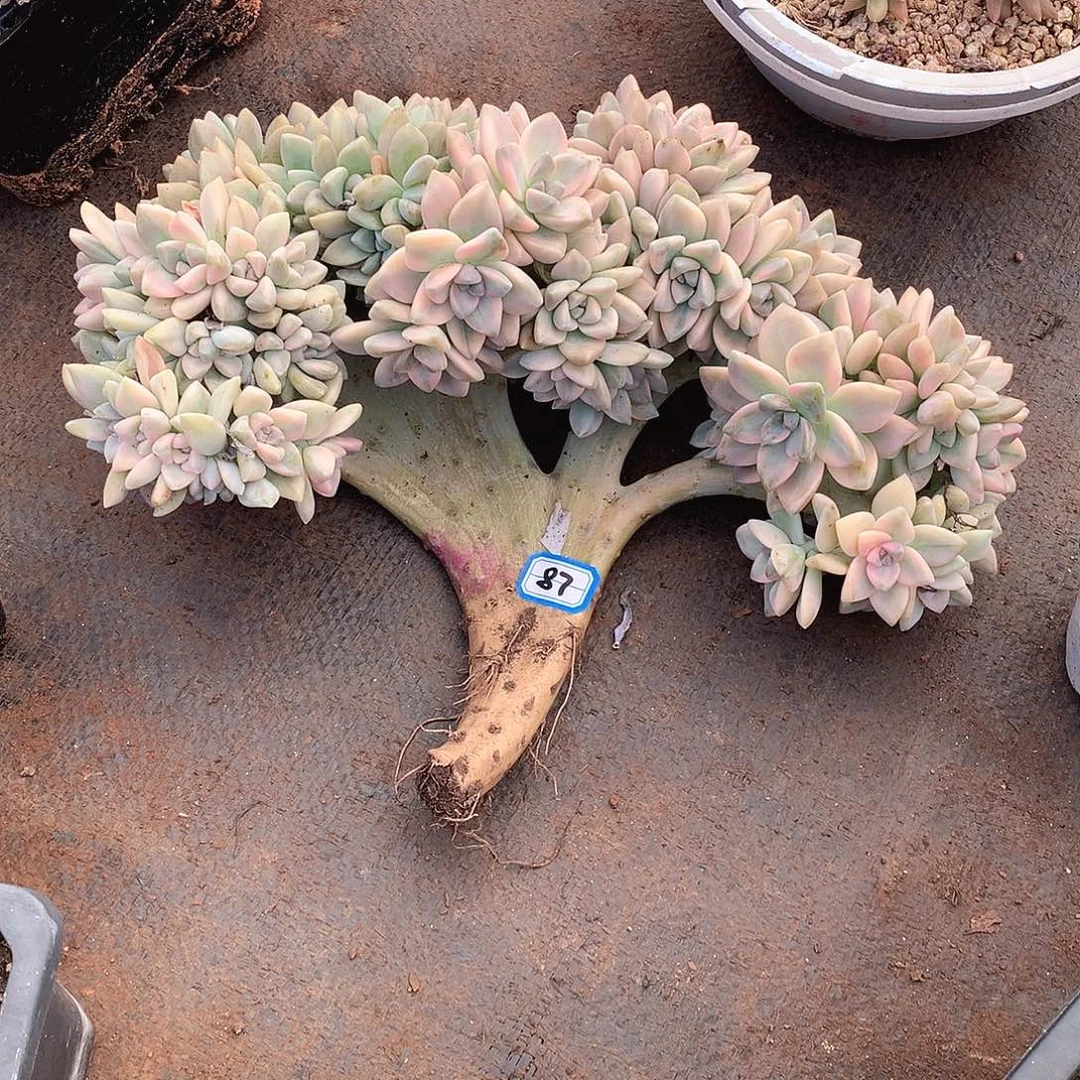 87淡雪锦缀 一物一拍多肉